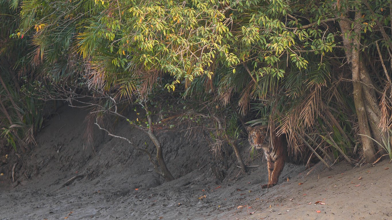 Best Sundarban Tour Operator From Kolkata