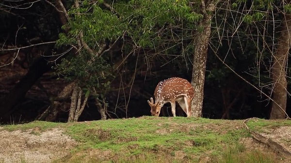 Sajnekhali Wildlife Sanctuary